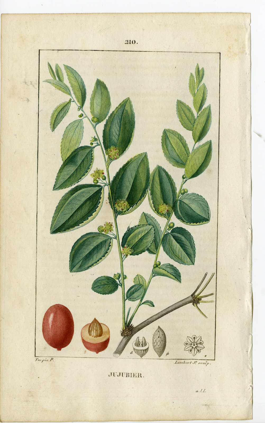 , Antique Print-PL.210-JUJUBIER-RHAMNUS ZIZYPHUS-JUJUBE -Turpin-Chaumeton-1814, Pictura Antique Prints