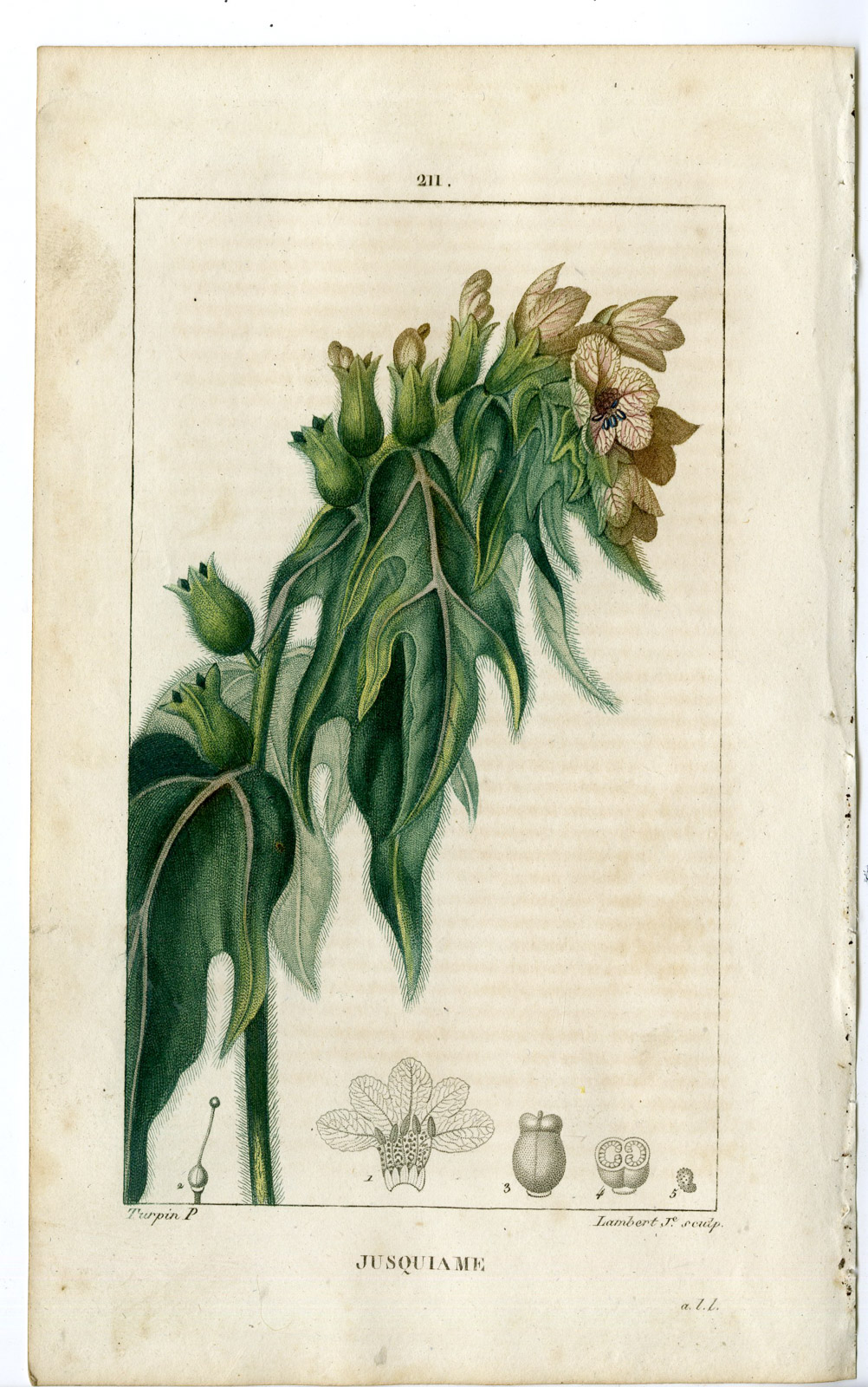 , Antique Print-PL.211-JUSQUIAME-HYOSCYAMUS-HENBANE -Turpin-Chaumeton-1814, Pictura Antique Prints