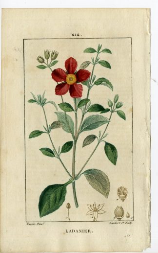 Antique Print-PL.212-LADANIER-CISTIS CRETICUS-GUM CISTUS-Turpin-Chaumeton-1814