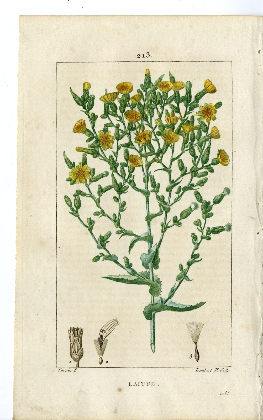 , Antique Print-PL.213-LAITUE-LACTUCA SATIVA-LETTUCE-Turpin-Chaumeton-1814, Pictura Antique Prints