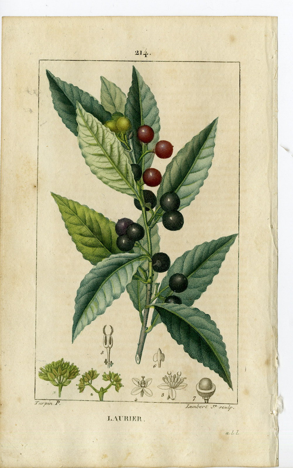 , Antique Print-PL.214-LAURIER-LAURUS NOBILIS-LAUREL TREE-Turpin-Chaumeton-1814, Pictura Antique Prints