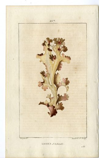Antique Print-PL.217-LICHEN ISLANDICUS-LIVERWORT-Turpin-Chaumeton-1814