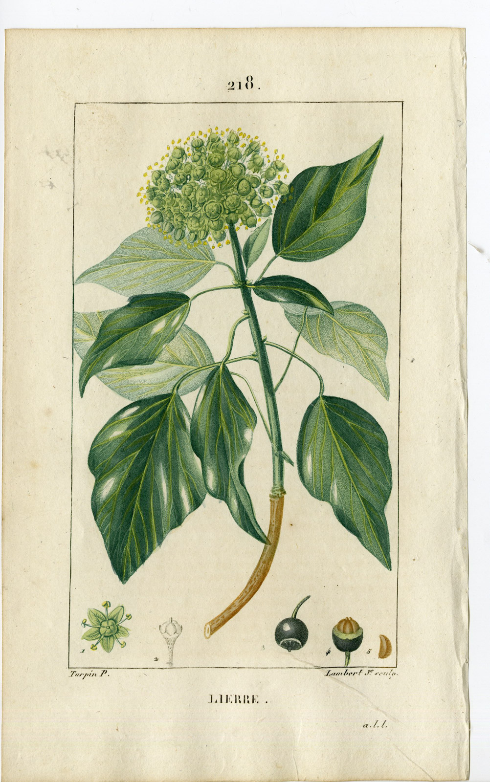 , Antique Print-PL.218-LIERRE-HEDERA HELIX-COMMON IVY-Turpin-Chaumeton-1814, Pictura Antique Prints