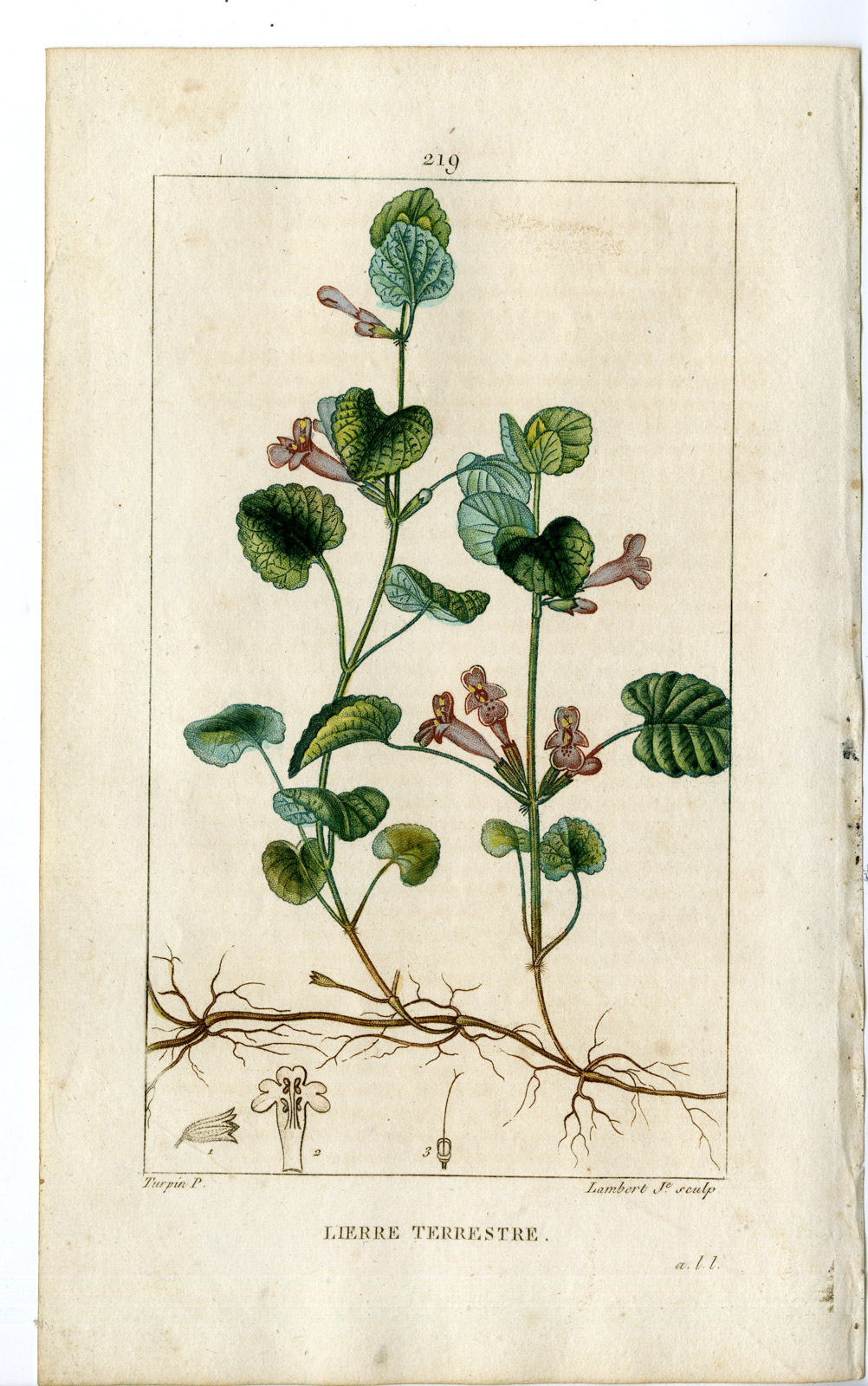, Antique Print-PL.219-LIERRE TERRESTRE-GLECOMA-GROUND IVY-Turpin-Chaumeton-1814, Pictura Antique Prints