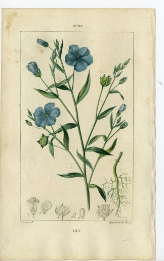 Antique Print-PL.220-LIN-LINUM USITATISSIMUM-LINSEED-Turpin-Chaumeton-1814