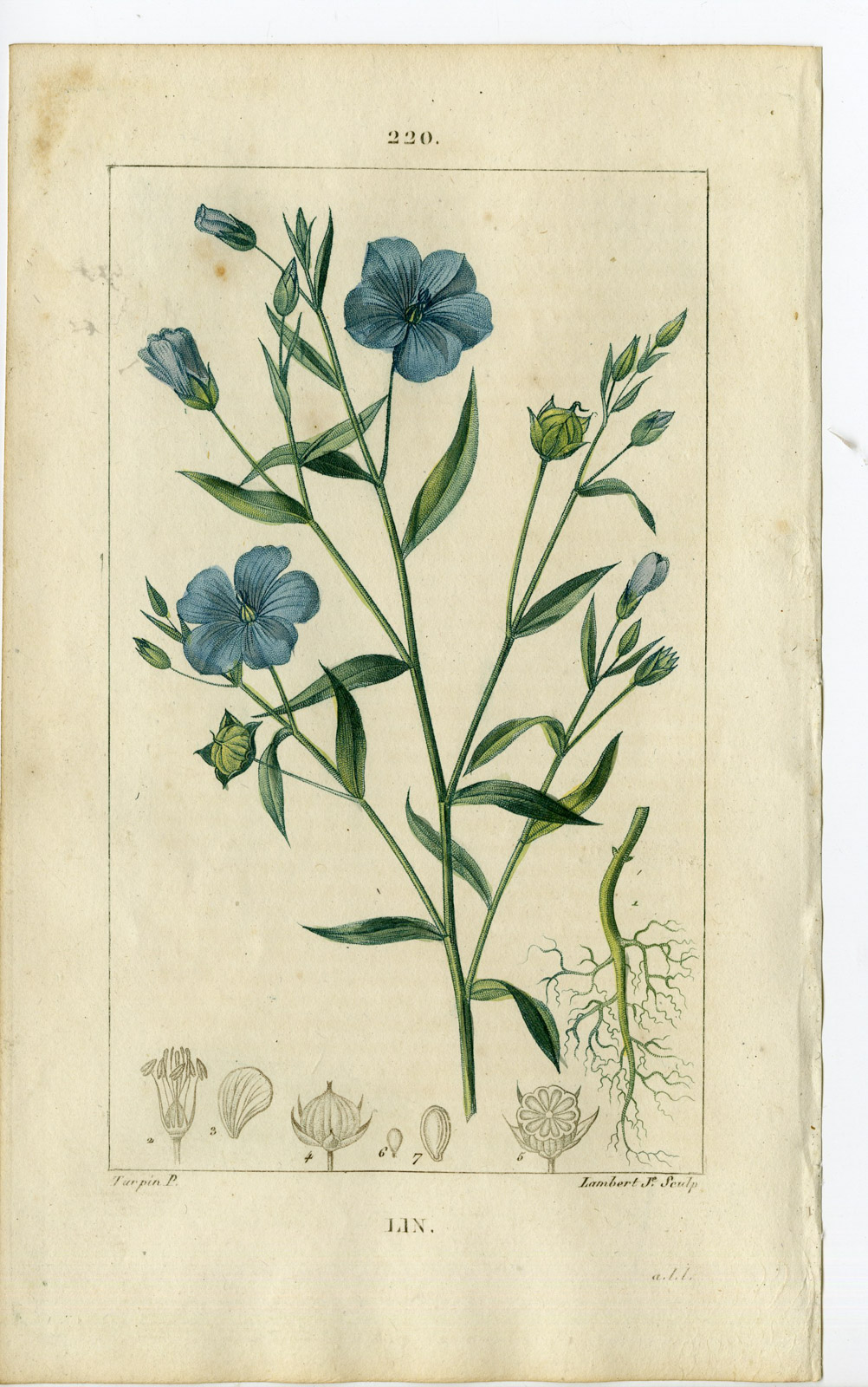 , Antique Print-PL.220-LIN-LINUM USITATISSIMUM-LINSEED-Turpin-Chaumeton-1814, Pictura Antique Prints