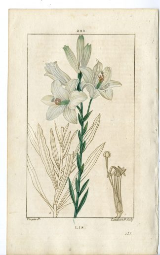 Antique Print-PL.221-LIS BLANC-LILIUM CANDIDUM-WHITE  LILY-Turpin-Chaumeton-1814