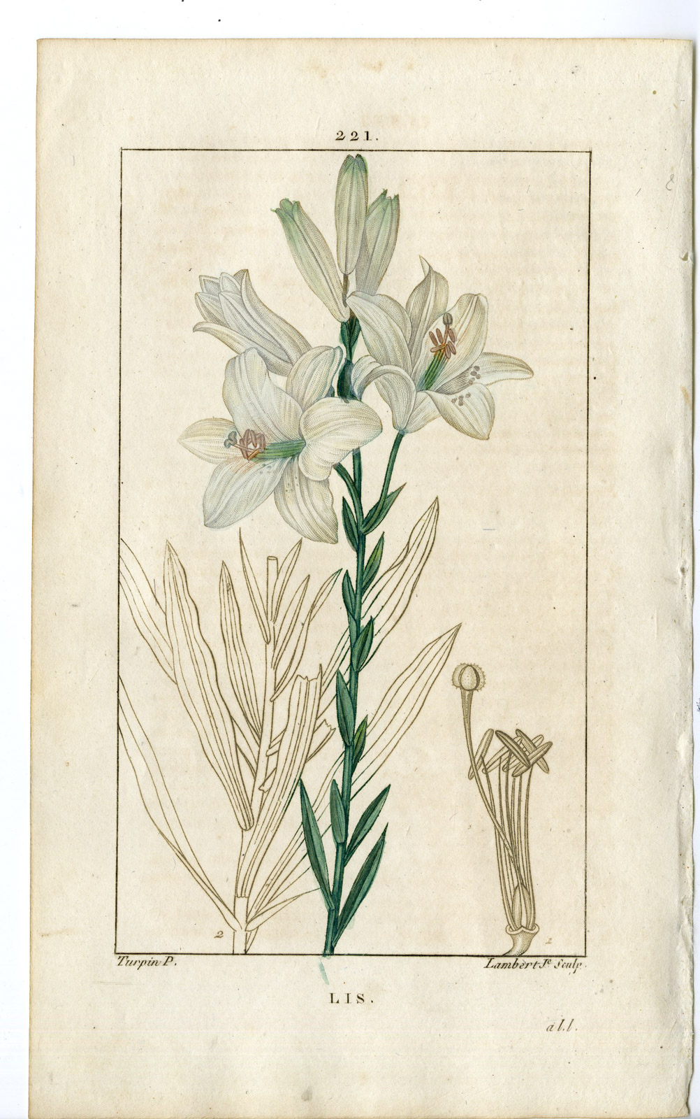 , Antique Print-PL.221-LIS BLANC-LILIUM CANDIDUM-WHITE LILY-Turpin-Chaumeton-1814, Pictura Antique Prints