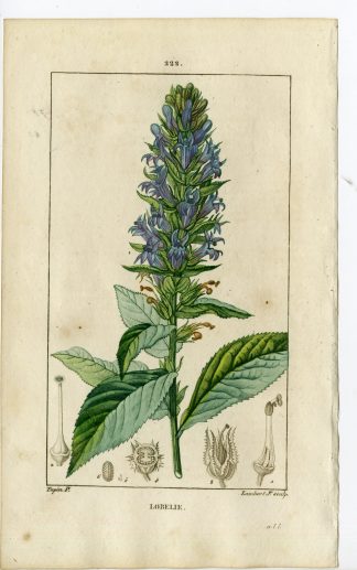 Antique Print-PL.222-LOBELIE-LOBELIA-BLUE CARDINALS FLOWER-Turpin-Chaumeton-1814