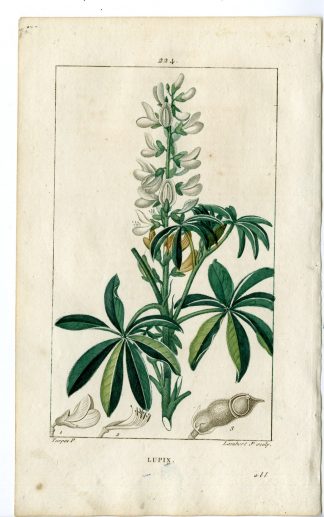 Antique Print-PL.224-LUPIN-LUPINUS ALBUS-WHITE LUPIN-Turpin-Chaumeton-1814