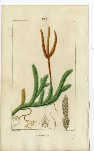 Antique Print-PL.223-LYCOPODICUM CLEVATUM-COMMON CLUE MOSS-Turpin-Chaumeton-1814
