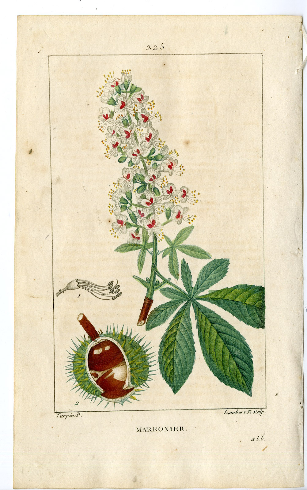 , Antique Print-PL.225-AESCULUS HIPPOCASTANUM-HORSECHESNUT-Turpin-Chaumeton-1814, Pictura Antique Prints