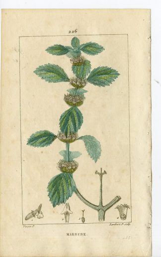 Antique Print-PL.226-MARRUBE-MARRUBIUM-COMMON HOREHOUND-Turpin-Chaumeton-1814