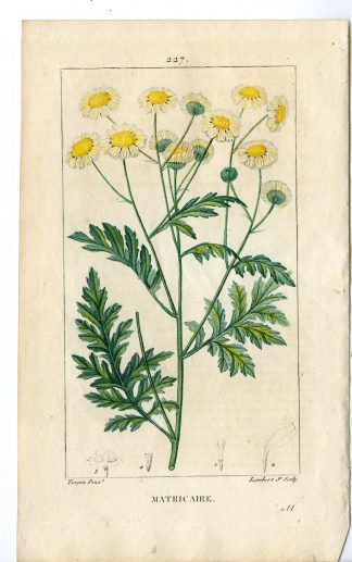 Antique Print-PL.227-MATRICARIA PARTHENIUM-COMMON FEVERFEW-Turpin-Chaumeton-1814