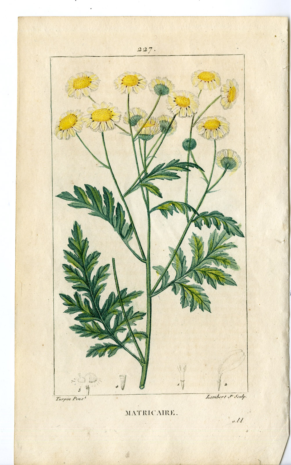 , Antique Print-PL.227-MATRICARIA PARTHENIUM-COMMON FEVERFEW-Turpin-Chaumeton-1814, Pictura Antique Prints