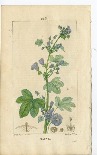Antique Print-PL.228-MAUVE-MALVA SYLVESTRIS-DWARF MALLOW-Turpin-Chaumeton-1814
