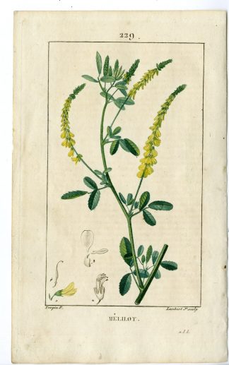 Antique Print-PL.229-TRIFOLIUM MELILOTUS-MELILOT TREFOIL-Turpin-Chaumeton-1814