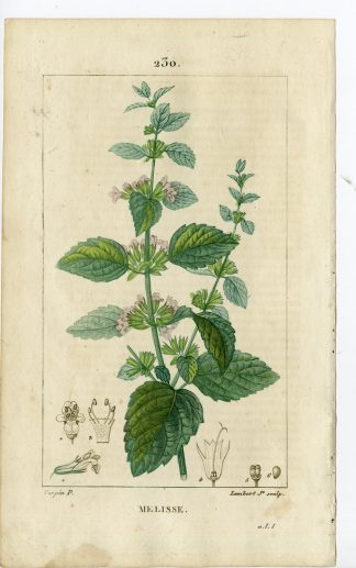 Antique Print-PL.230-MELISSE-MELISSA OFFICINALIS-BALM-Turpin-Chaumeton-1814