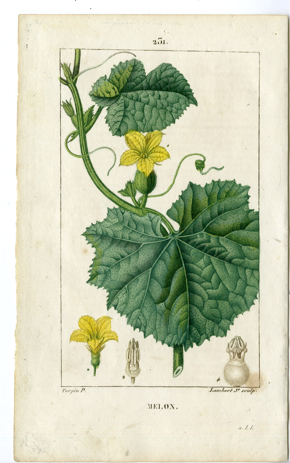 , 2-Antique Prints-PL.231-MELON-CUCUMIS MELO-MELON-Turpin-Chaumeton-1814, Pictura Antique Prints