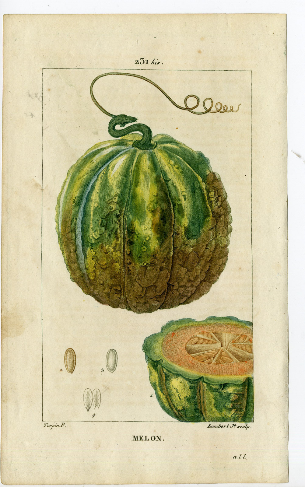 , 2-Antique Prints-PL.231-MELON-CUCUMIS MELO-MELON-Turpin-Chaumeton-1814, Pictura Antique Prints