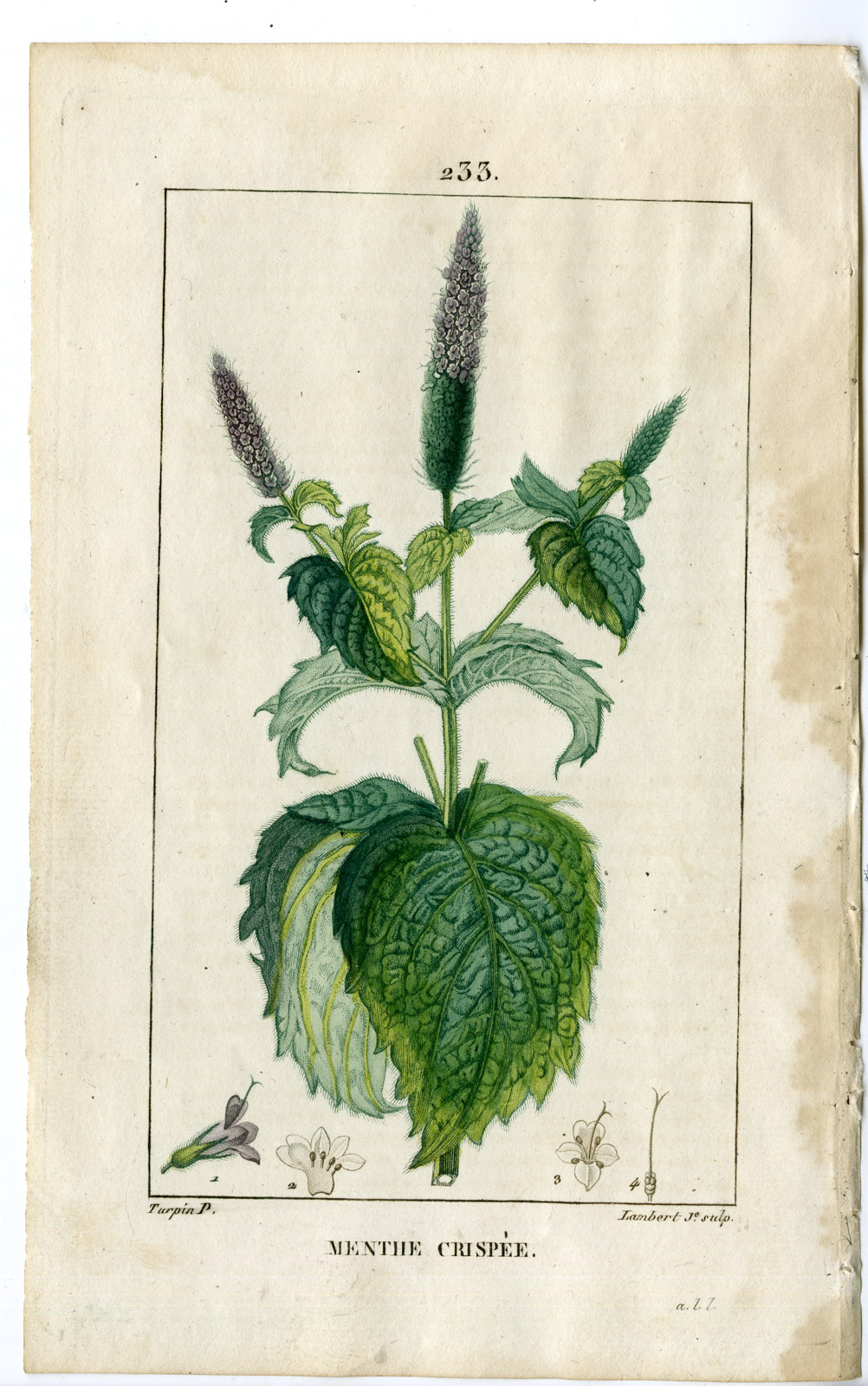 , Antique Print-PL.233-MENTHE-MENTHA CRISPA-CURLED MINT-Turpin-Chaumeton-1814, Pictura Antique Prints