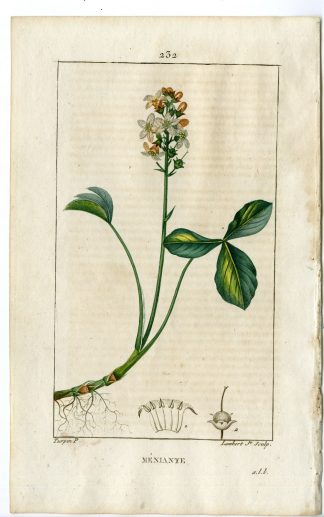 Antique Print-PL.232-MENYANTHES TRIFOLANTA-MARS TREFOIL-Turpin-Chaumeton-1814