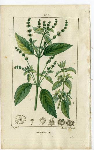 Antique Print-PL.235-MERCURIALE-MERCURIALIS ANNUA-Turpin-Chaumeton-1814