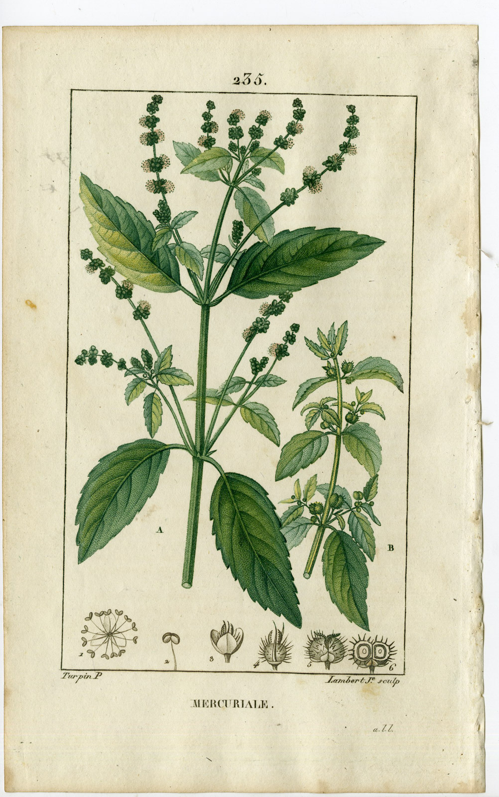 , Antique Print-PL.235-MERCURIALE-MERCURIALIS ANNUA-Turpin-Chaumeton-1814, Pictura Antique Prints
