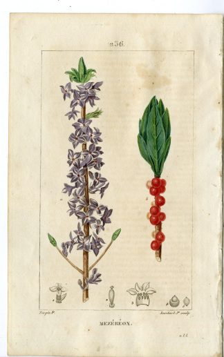 Antique Print-PL.236-MEZEREON-DAPHE-SPURGE OLIVE-Turpin-Chaumeton-1814