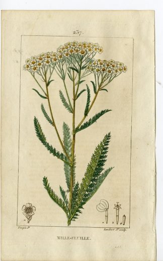 Antique Print-PL.237-MILLE-FEUILLE-MILFOIL-YARROW-Turpin-Chaumeton-1814