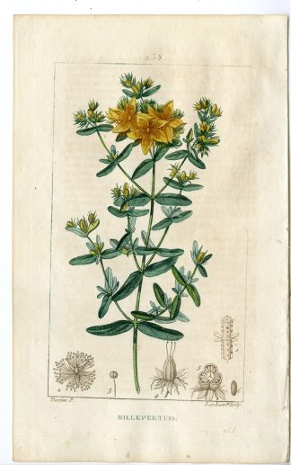 Antique Print-PL.238-MILLEPERTUIS-HYPERICUM-ST JOHNS WORT-Turpin-Chaumeton-1814