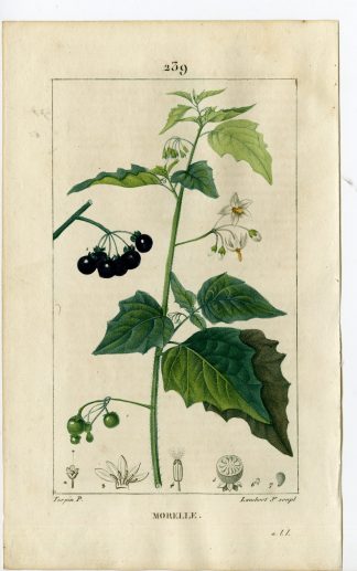 Antique Print-PL.239-SOLANUM NIGRUM-BLACK NIGHTSHADE-Turpin-Chaumeton-1814