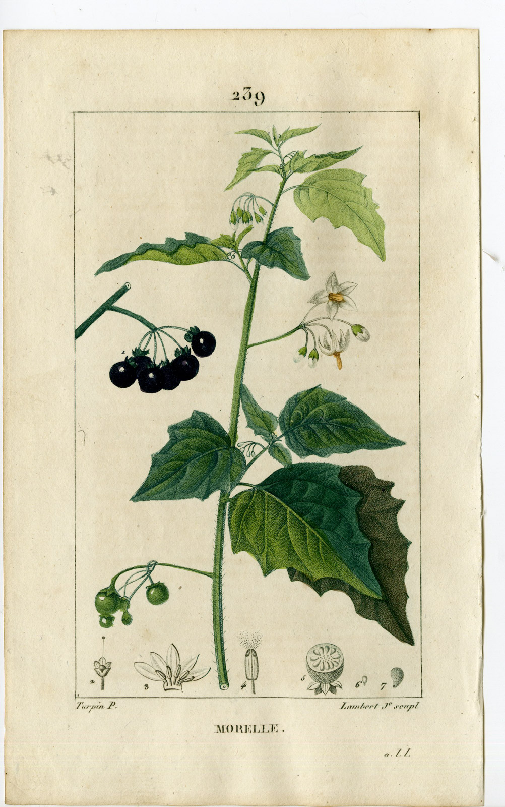 , Antique Print-PL.239-SOLANUM NIGRUM-BLACK NIGHTSHADE-Turpin-Chaumeton-1814, Pictura Antique Prints