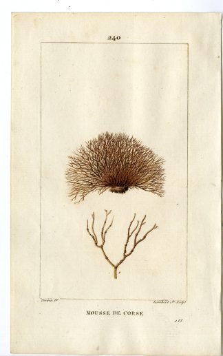 Antique Print-PL.240-MOUSSE DE CORSE-LATOURETTE-SEA WRECK-Turpin-Chaumeton-1814