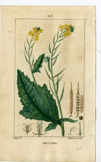 Antique Print-PL.241-MOUTARDE-SINAPIS NIGRA-MUSTARD-Turpin-Chaumeton-1814