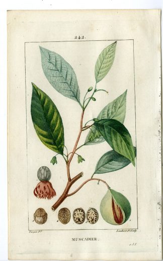 Antique Print-P.242-MUSCADIER-MYRISTICA OFFICINALIS-NUTMEG-Turpin-Chaumeton-1814