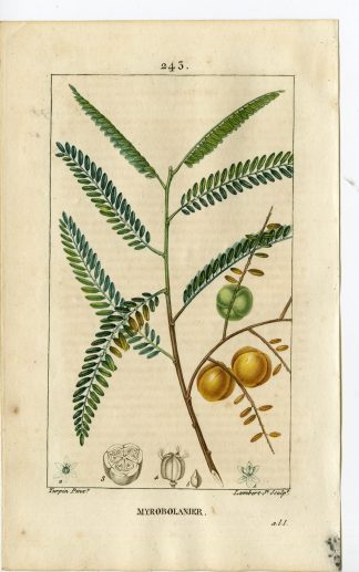 Antique Print-PL.243-PHILLANTHUS EMBLICA-HOG PLUMTREE-Turpin-Chaumeton-1814