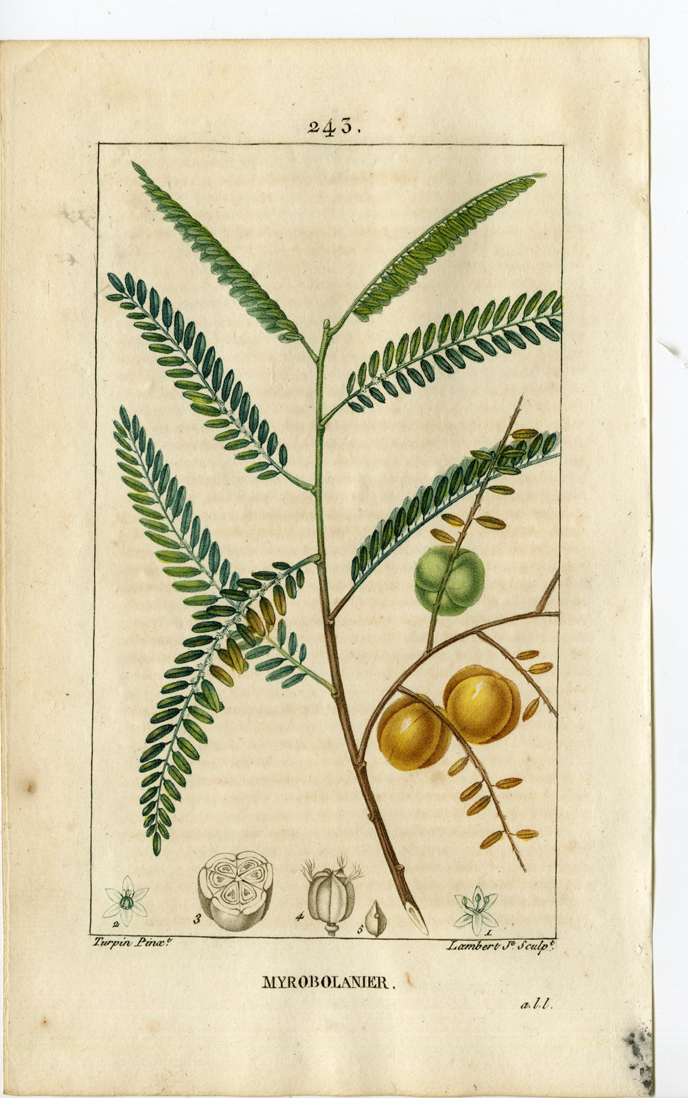 , Antique Print-PL.243-PHILLANTHUS EMBLICA-HOG PLUMTREE-Turpin-Chaumeton-1814, Pictura Antique Prints