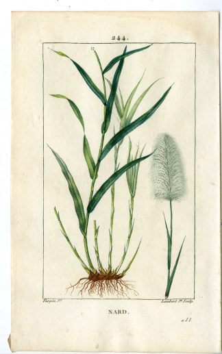 Antique Print-PL.244-NARD-ANDROPOGON NARDUS-SPIKENARD-Turpin-Chaumeton-1814