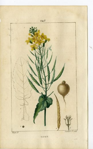 Antique Print-PL.245-NAVET-BRASSICA NAPUS-RAPESEED-Turpin-Chaumeton-1814