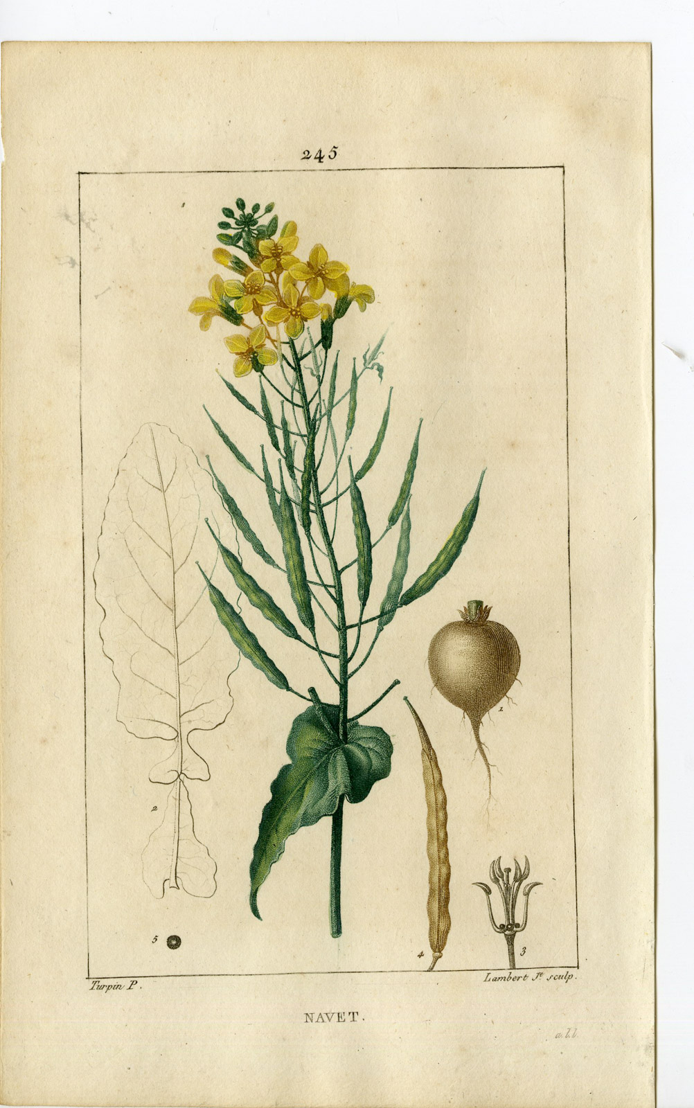, Antique Print-PL.245-NAVET-BRASSICA NAPUS-RAPESEED-Turpin-Chaumeton-1814, Pictura Antique Prints