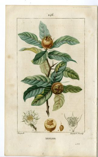 Antique Print-PL.246-NEFLIER-MESPILUS GERMANICA-MEDLAR-Turpin-Chaumeton-1814