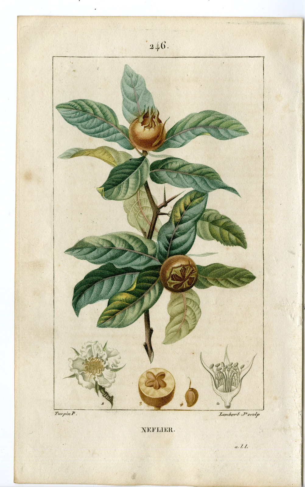 , Antique Print-PL.246-NEFLIER-MESPILUS GERMANICA-MEDLAR-Turpin-Chaumeton-1814, Pictura Antique Prints