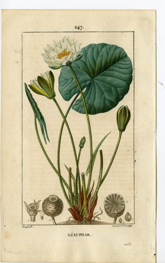 Antique Print-PL.247-NENUPHAR-NYPAEA ALBA-WHITE WATER LILY-Turpin-Chaumeton-1814