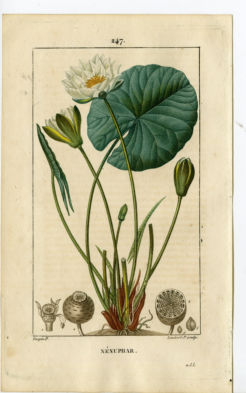 , Antique Print-PL.247-NENUPHAR-NYPAEA ALBA-WHITE WATER LILY-Turpin-Chaumeton-1814, Pictura Antique Prints