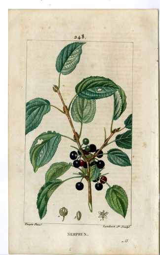 Antique Print-PL.248-NEPRUN-RHAMUS CARTHARTICUS-BUCKTHORN-Turpin-Chaumeton-1814