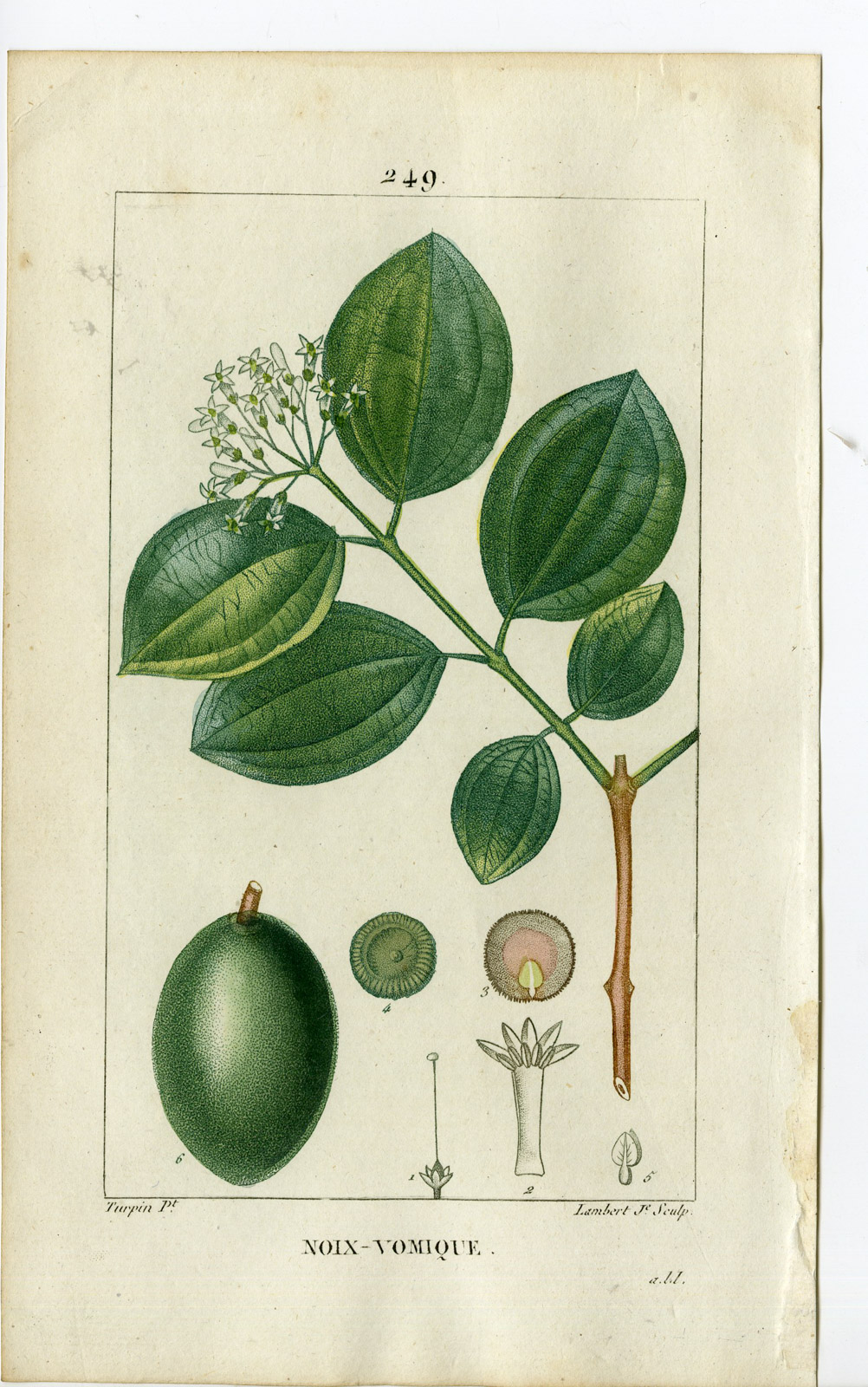 , Antique Print-PL.249-NOIX-STRYCHNOS NUX VOMICA-POISON NUT-Turpin-Chaumeton-1814, Pictura Antique Prints