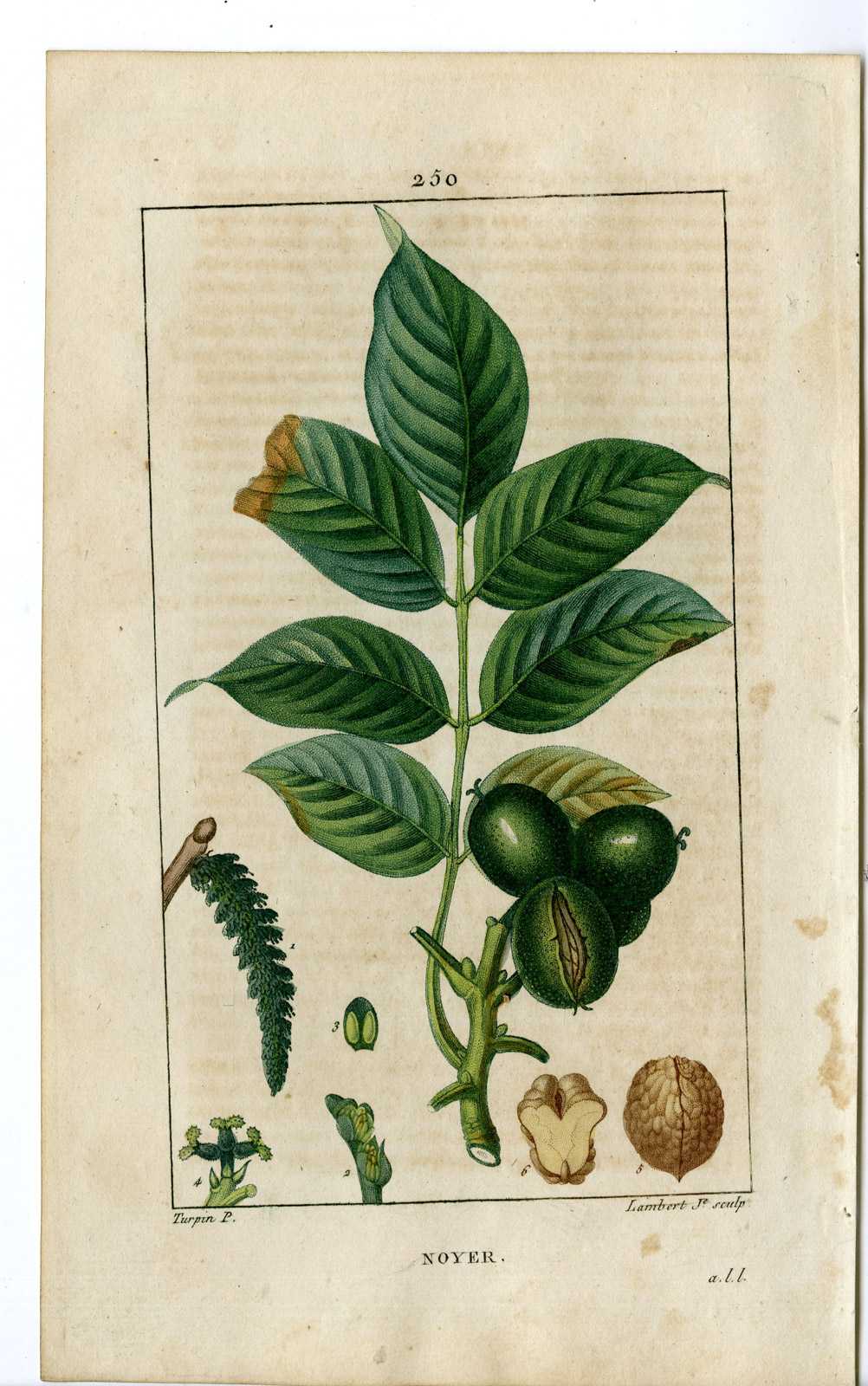 , Antique Print-PL.250-NOYER-JUGLANS REGIA-WALNUTTREE-Turpin-Chaumeton-1814, Pictura Antique Prints