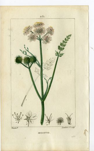 Antique Print-PL.251-OENANTHE FISTULOSA-WATER DROP WORT-Turpin-Chaumeton-1814
