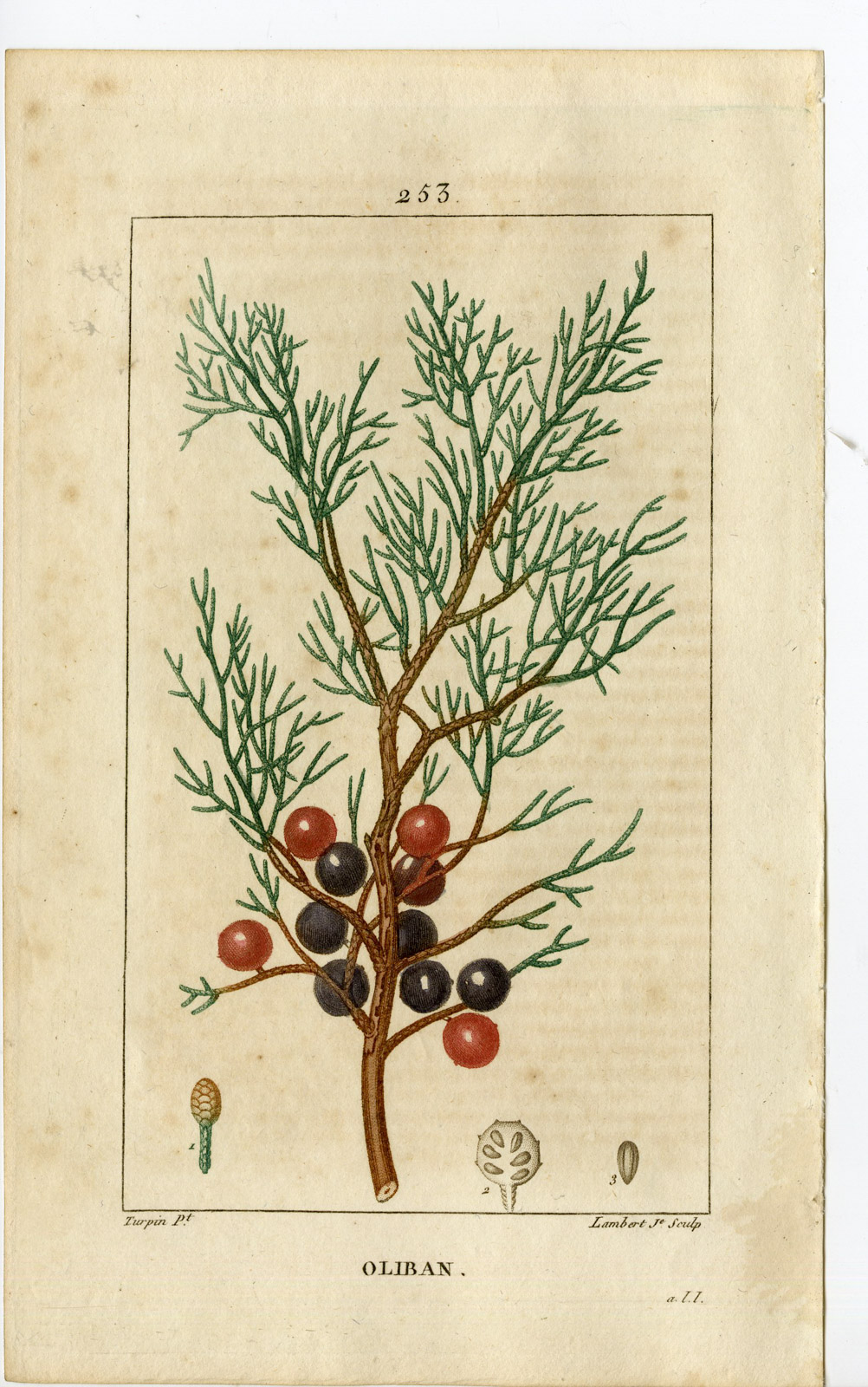 , Antique Print-PL.253-OLIBAN-JUNIPERUS LYCIA-INCENSE-Turpin-Chaumeton-1814, Pictura Antique Prints